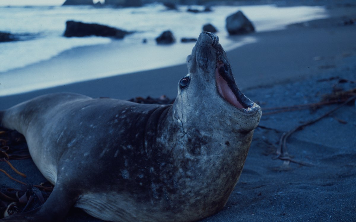A large grey seal is laying on a dark grey beach. The seal is mid-bellow showing the inside of its mouth. In the background dark cliffs rise out of the water.