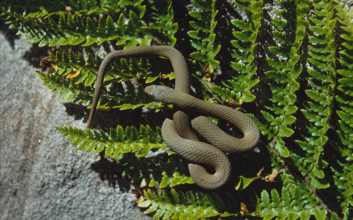 A small brown snake is coiled around itself. It is sitting on a fern leaf which is resting on a grey rock