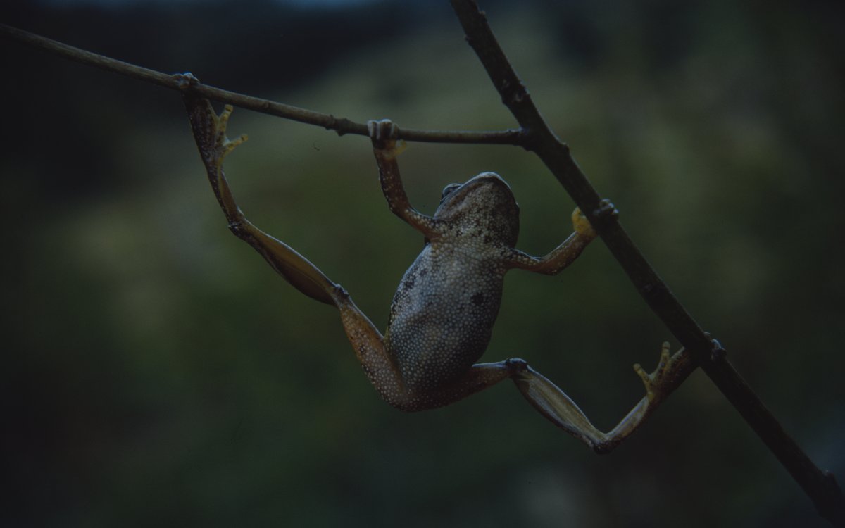 A small frog is hanging from a twig. The frog is showing its belly, which is white. It's legs are orange. It is spread-eagle as all of its legs are attached to different branches of the twig.