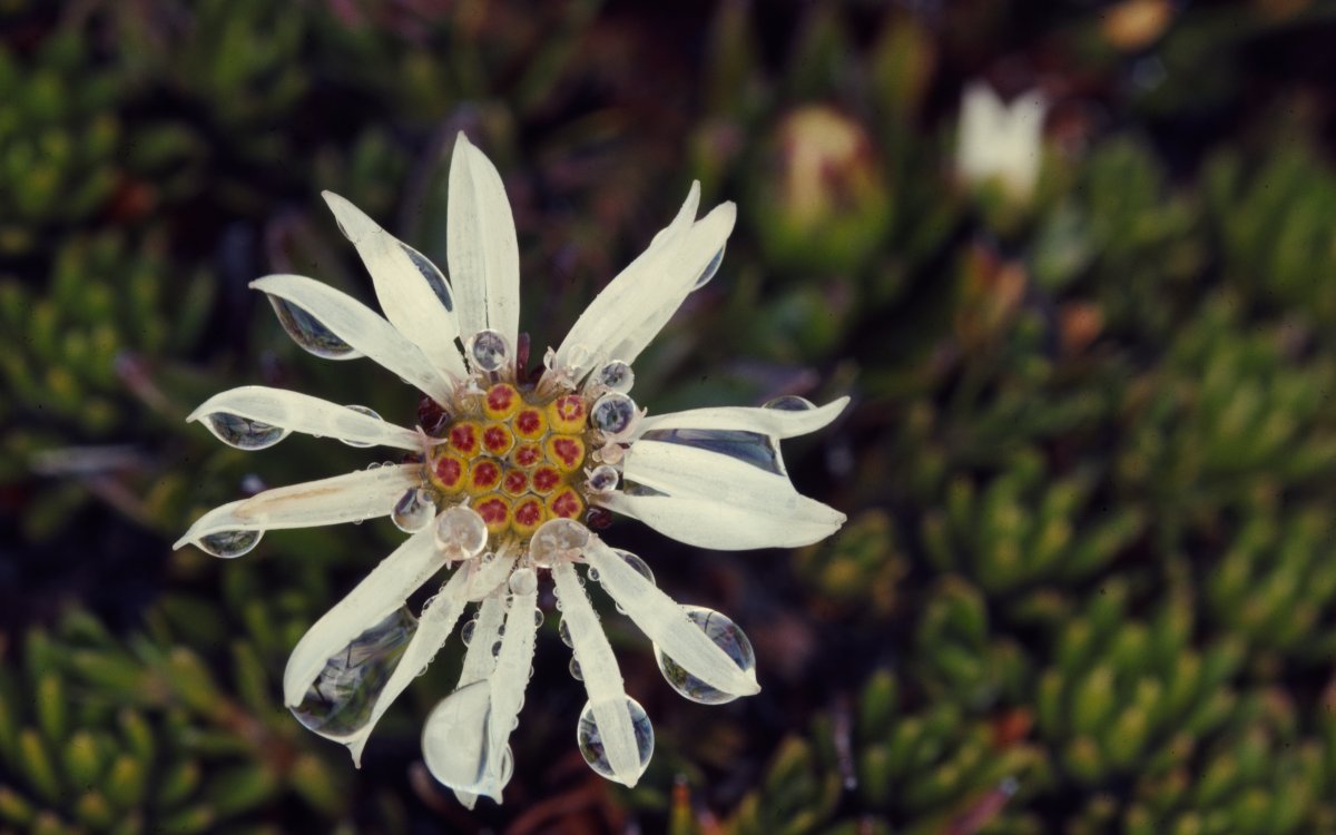 A sixteen petaled white daisy sits among green fleshy leaves. The daisy has water drops on some of its petals