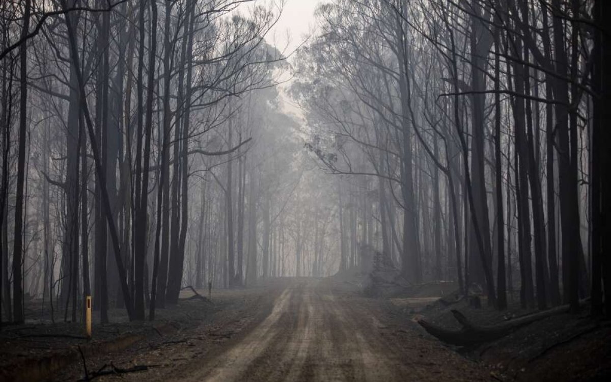 A forest after a fire. A dirt track runs through a grove of burnt trees