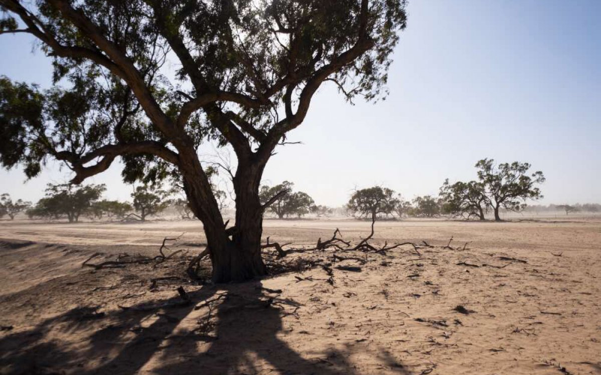 A dry dusty plain. The sun is beating down on the dusty soil. The landscape is dotted with trees