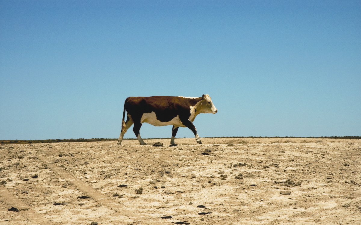 A cow walking over a dry, dusty surface, with a clear blue sky above.