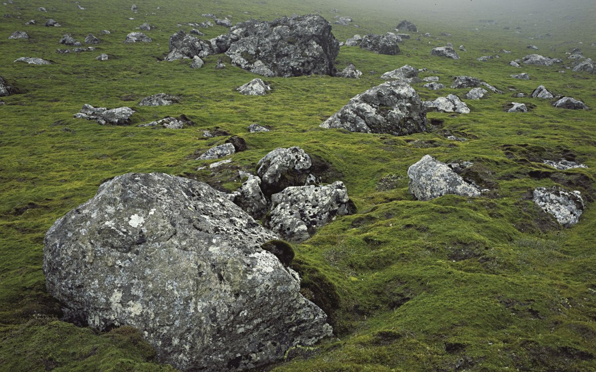 Many grey boulders scattered on a mossy-looking ground cover.