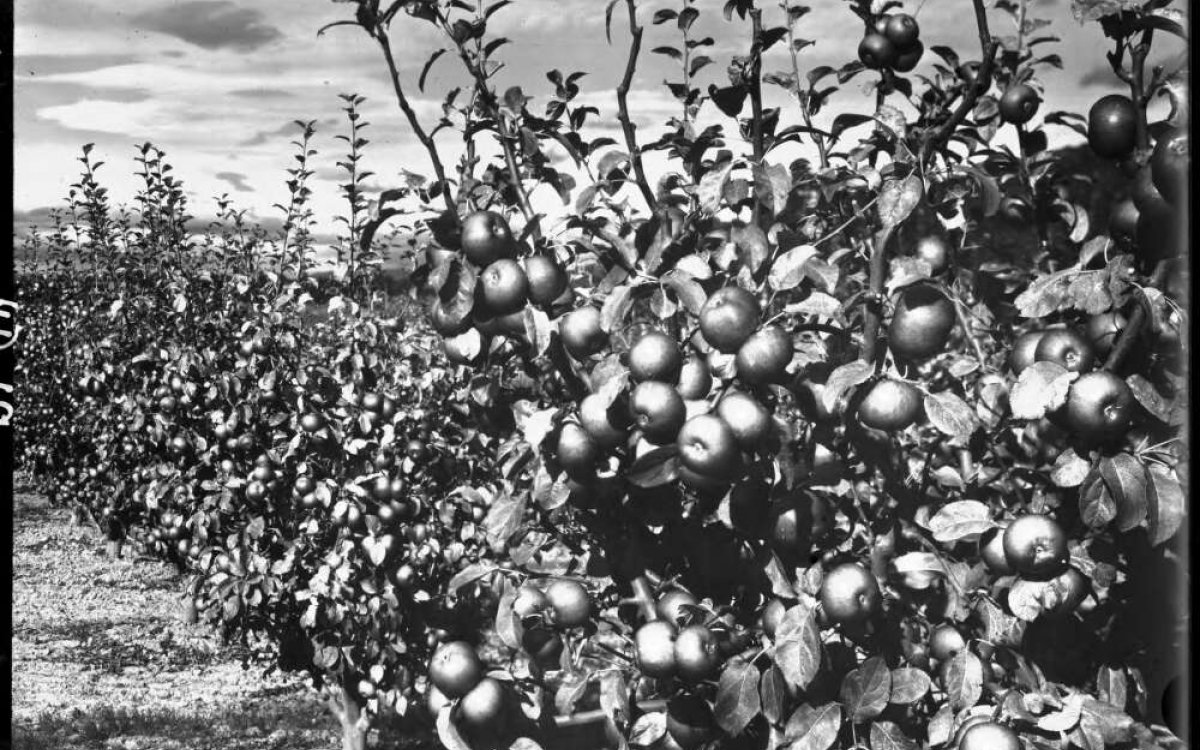 black and white photograph of a row of apple trees laden with fruit