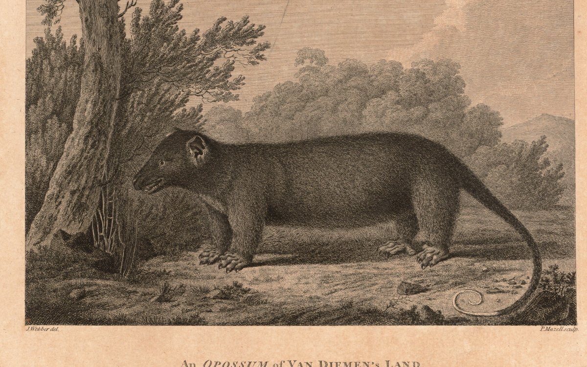 Old print engraving of an Opossum standing next to a tree