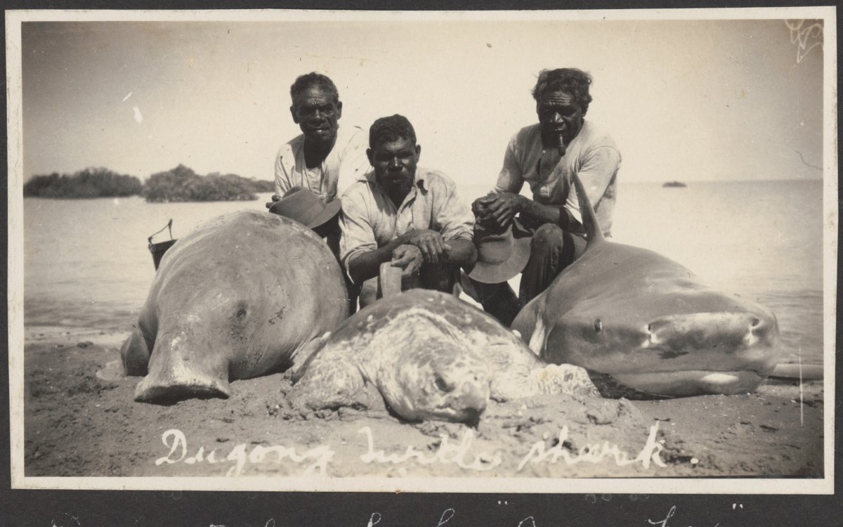 Three Aboriginal men with their catch of a dugong, turtle and shark