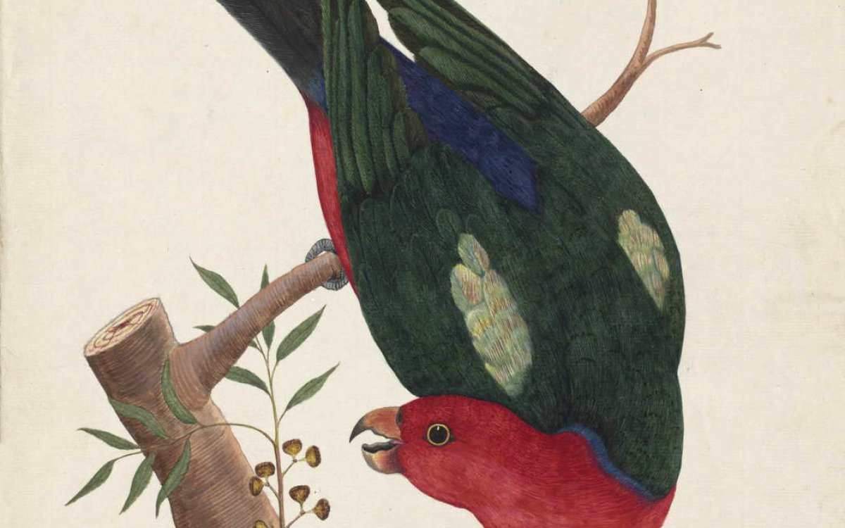 Old watercolour painting of a king Parrot eating berries off a tree branch