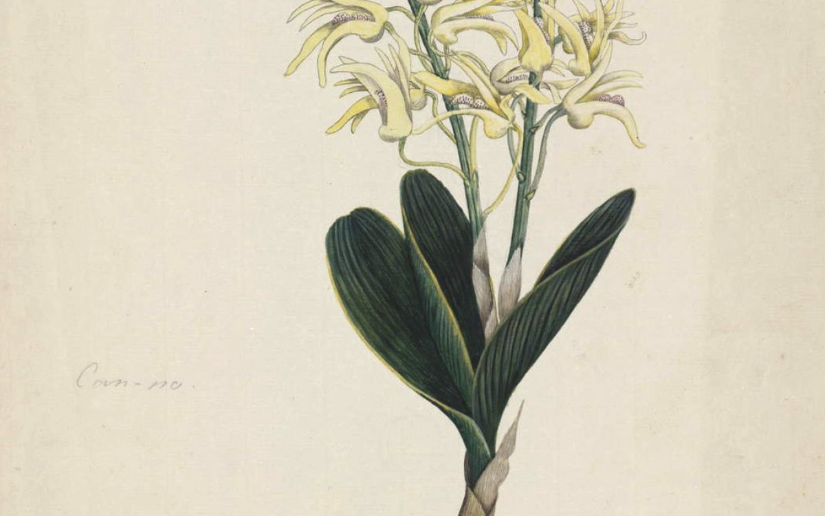 Old watercolour painting of a Rock Lilly