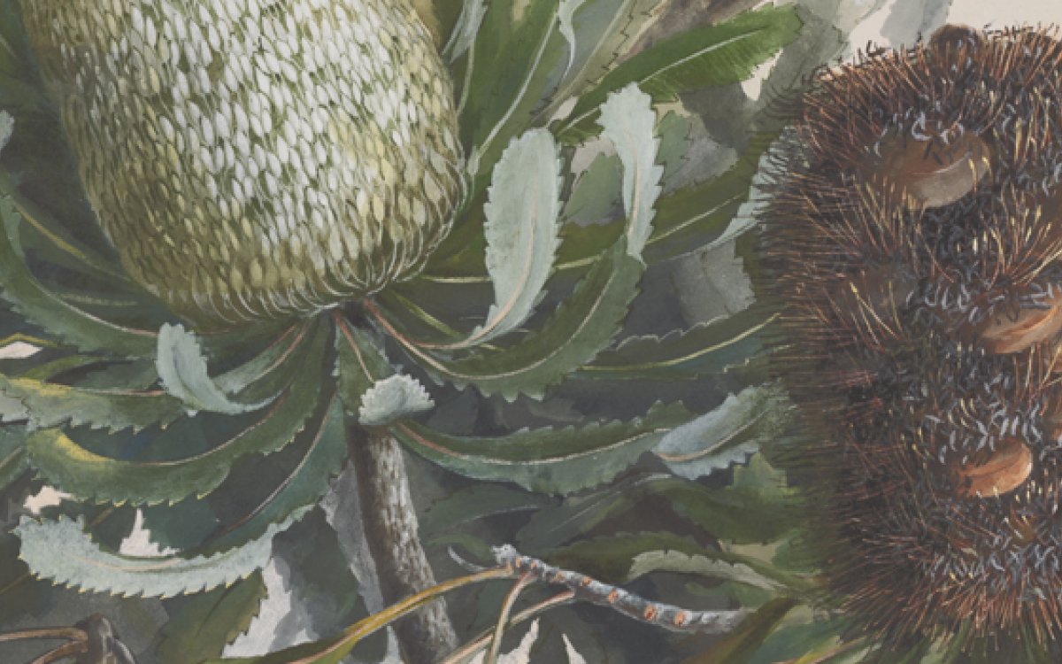 Watercolour painting of Banksia bush and flowers