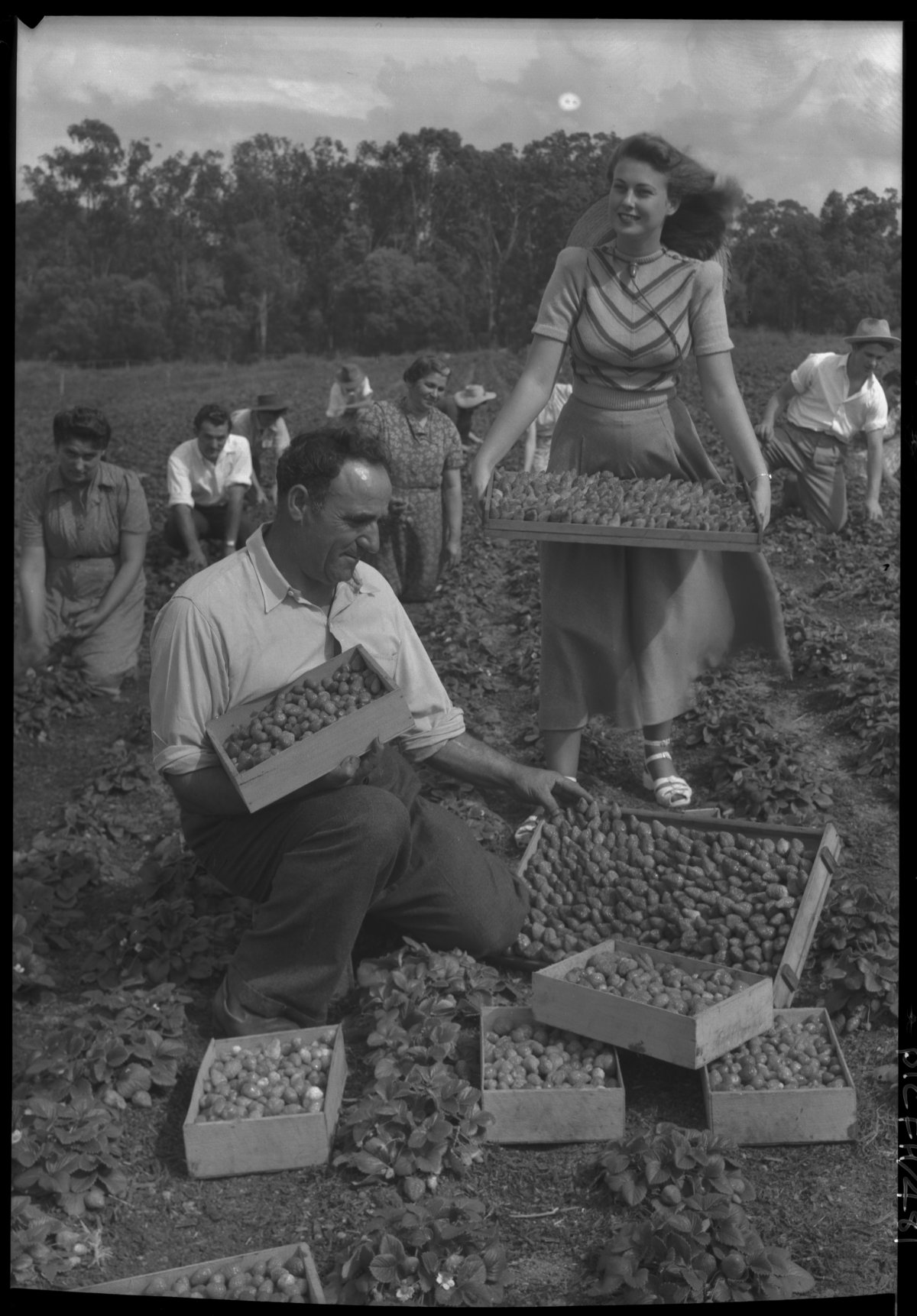 A man sits in the forground. He is holding a box of strawberries, he is also surrounded by boxes of strawberries. A woman in a skirt and patterned top is approaching him carrying a box of strawberries. Behind them are several other people picking strawberries. They are outside in a field. Trees line the horizon.