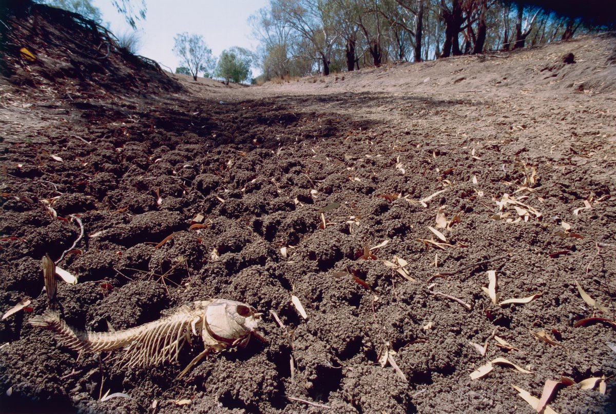 A dry riverbed surrounded by scrubby trees. The skeleton of a fish lays in the riverbed.