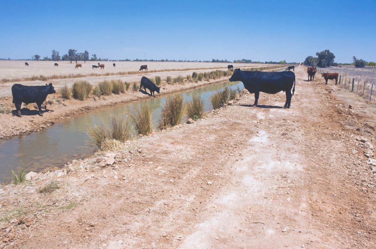Cows stand around a narrow irrigation channel. The surrounding landscape is dusty and dry.