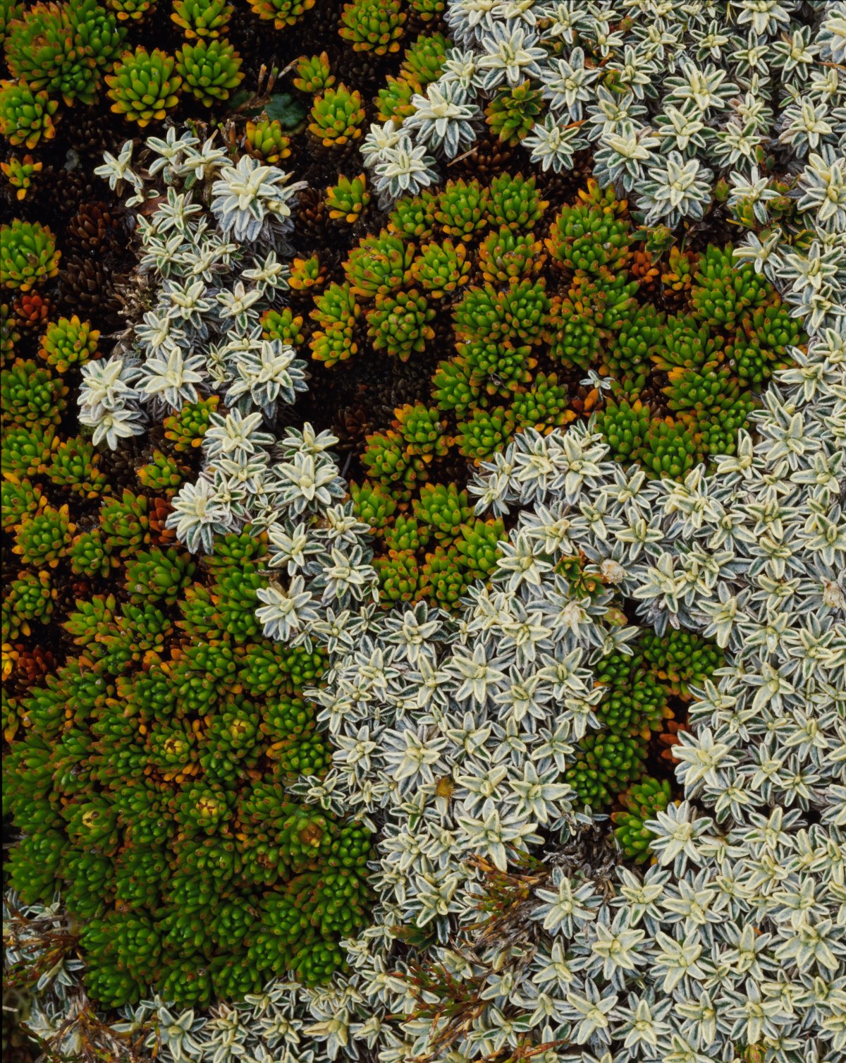 A carpet of white and green flowers and leaves.