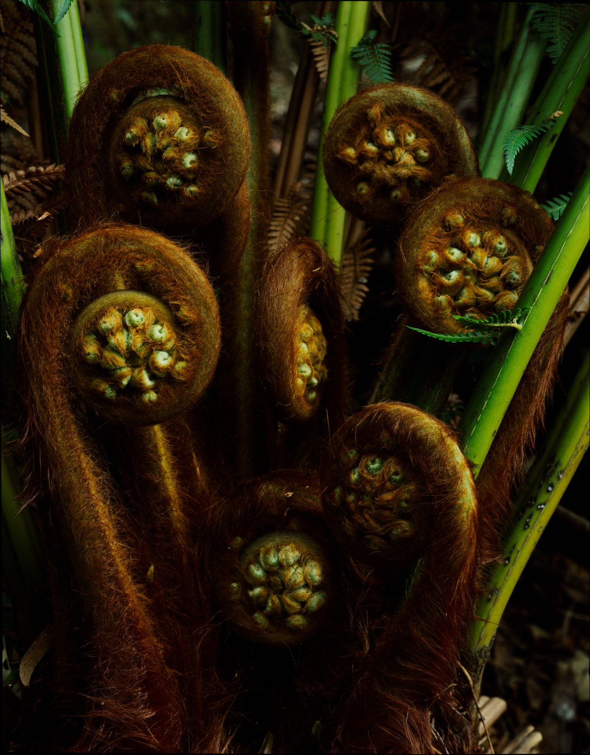 Brown furry uncoiling fronds of a fern. Green mature leaves can be seen among the fronds