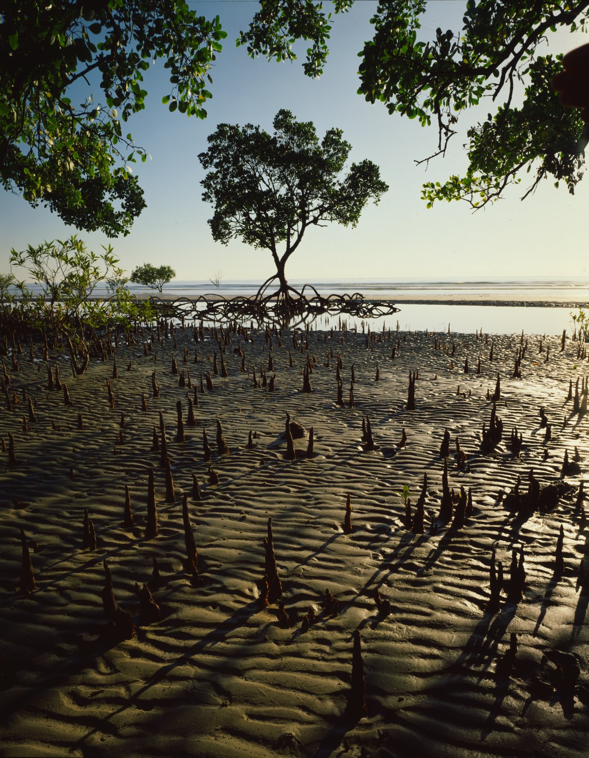 A muddy mangrove flat overhung by green trees. A large mangrove tree sits with roots out of the water in the background.