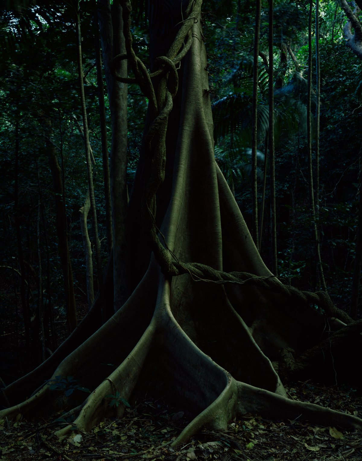 A scene deep in a jungle. Large buttress roots of a tree spread across the ground. Vines descend from the canopy.