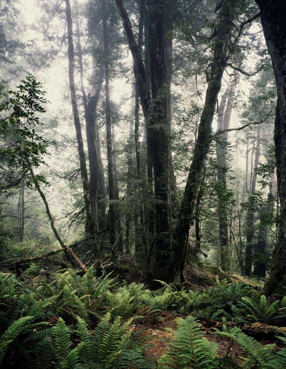 A misty forest scene. Many small ferns litter the floor of the forest with large trees growing up into the mist.