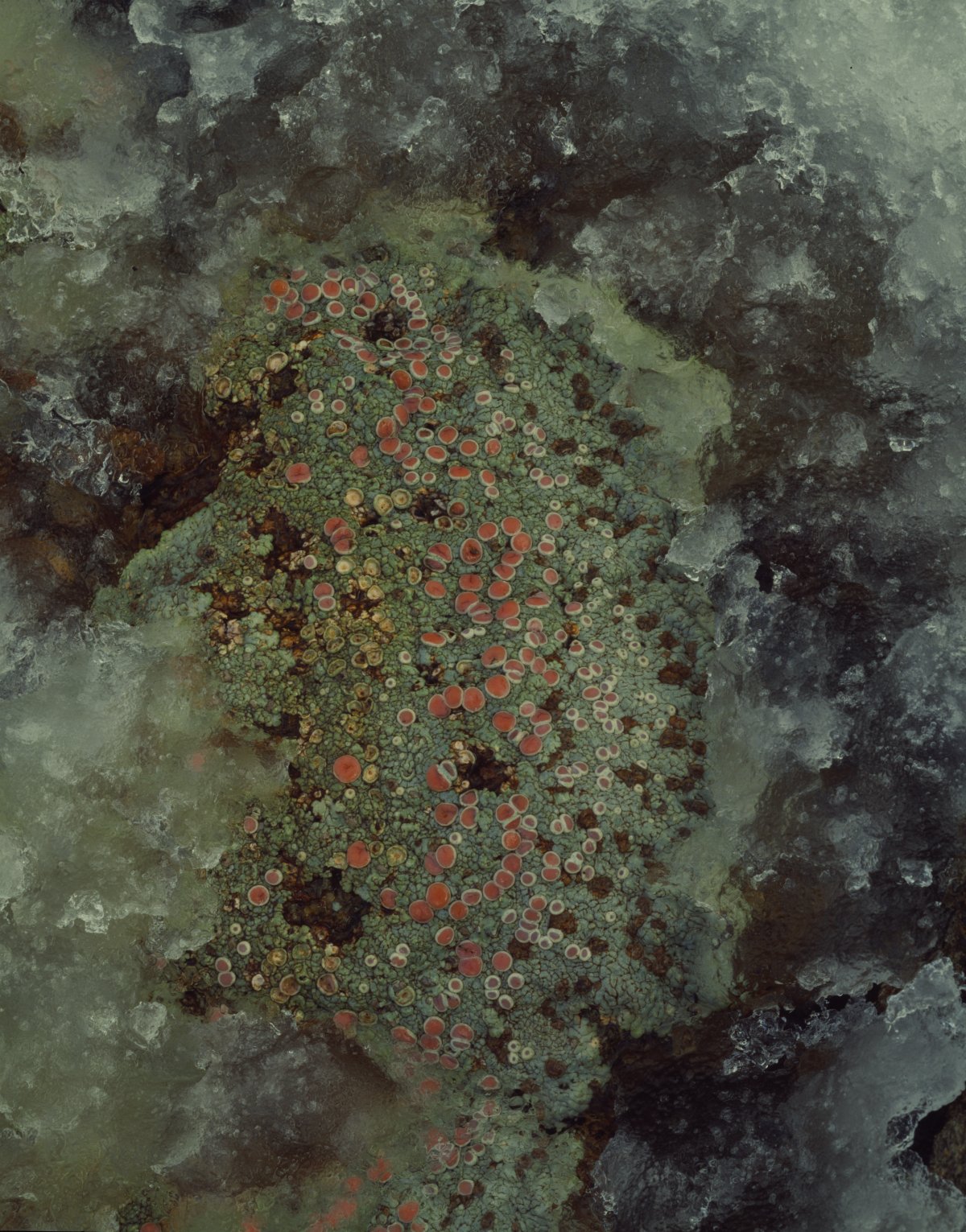 Pink and green lichen growing on a dark grey rock. The lichen is surrounded by ice.