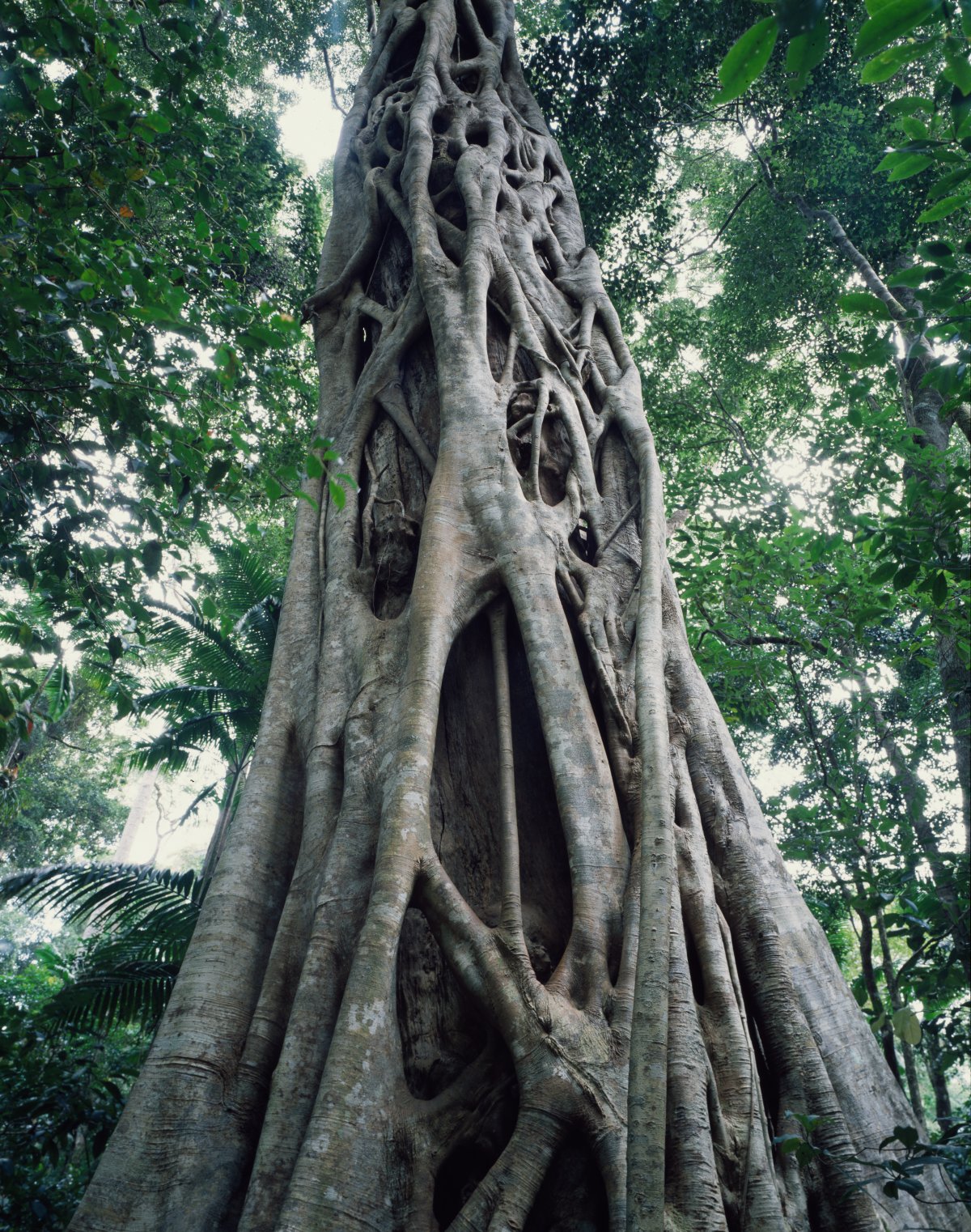 A large tree trunk is being strangled by fig roots. The trunk is almost completely covered.
