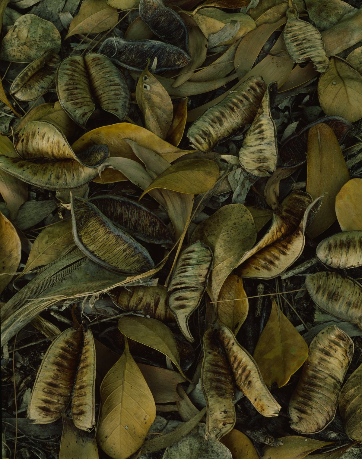 An image full of dried brown and cream coloured husks of seedpods and leaves.