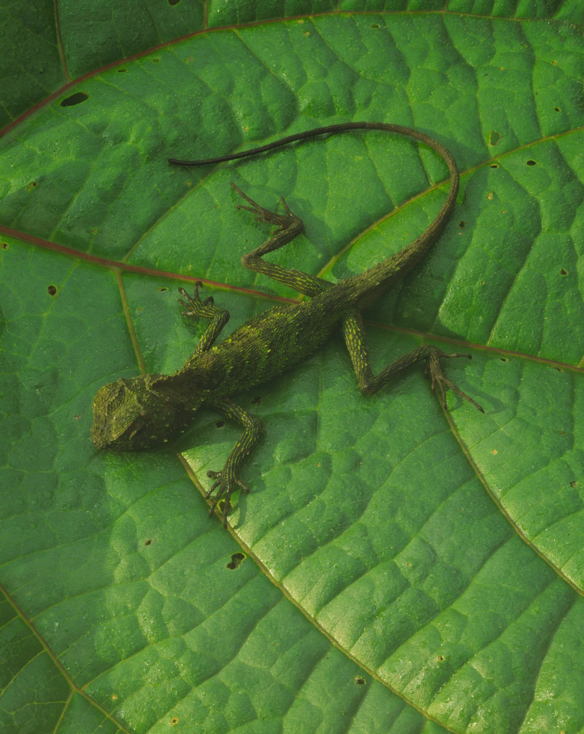 A small green lizard sits on a green leave. The lizard is slightly darker green than the leaf but it still hard to see