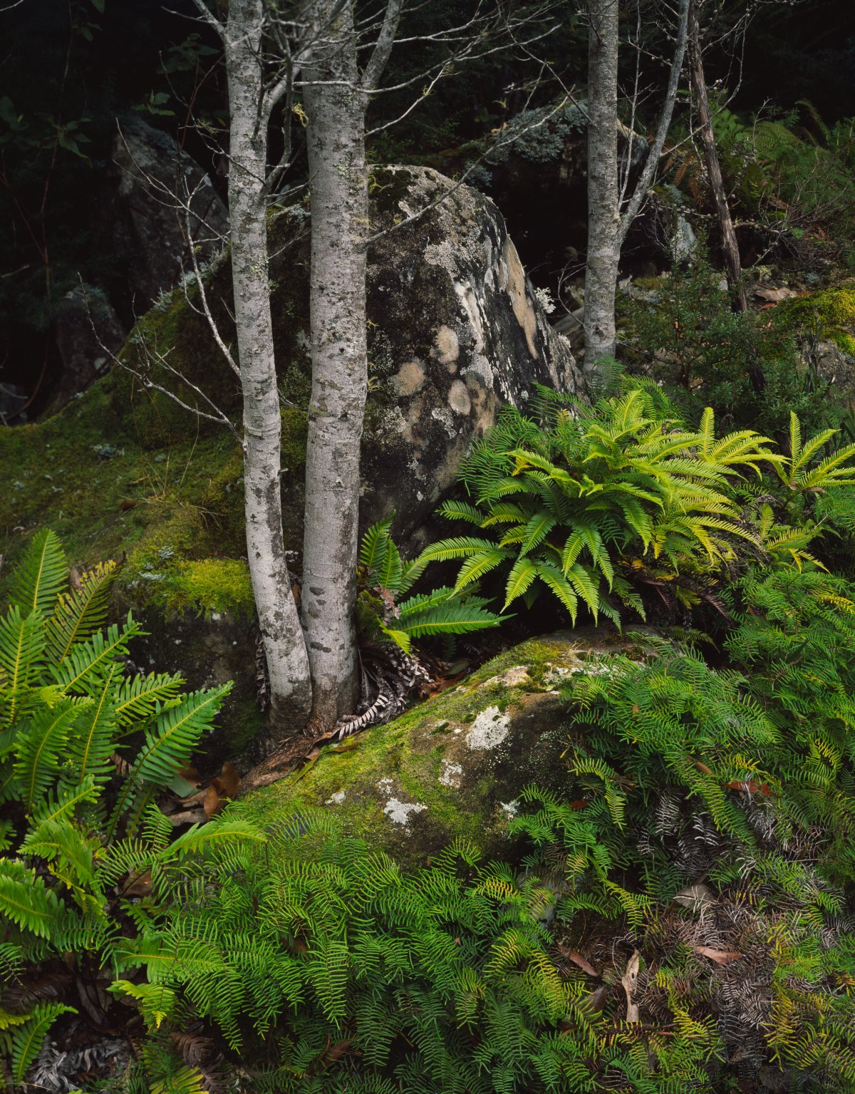 A forest scene with ferns and mossy boulders and trees.