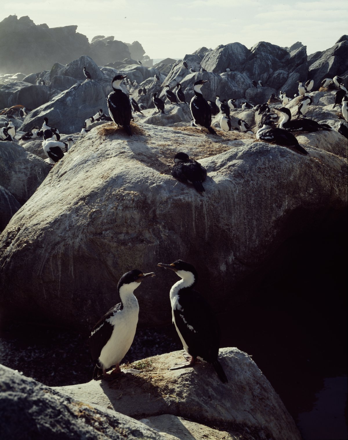 A large number of black and white shags sit on various boulders. The boulders are covered with bird droppings. 