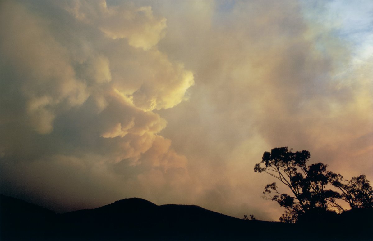 A photograph of the sky filled with billowing white and black smoke. A hill and a large gum tree are in silhouette against the sky