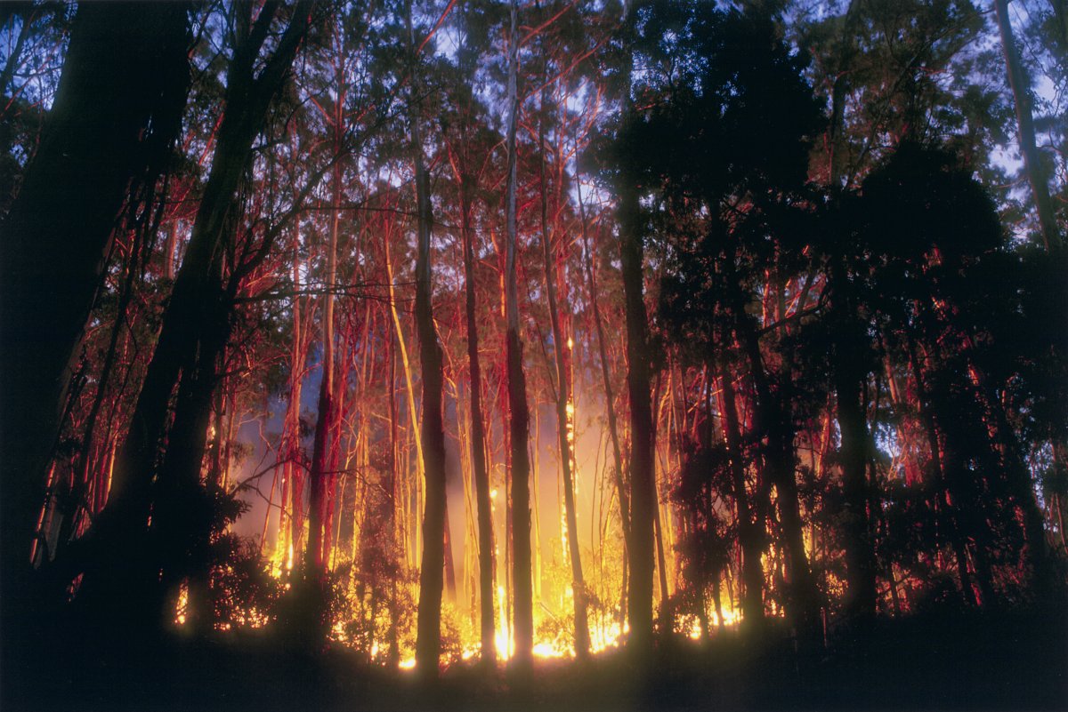 A forest on fire. A low burning fire spreads along the floor of the forest at twilight.