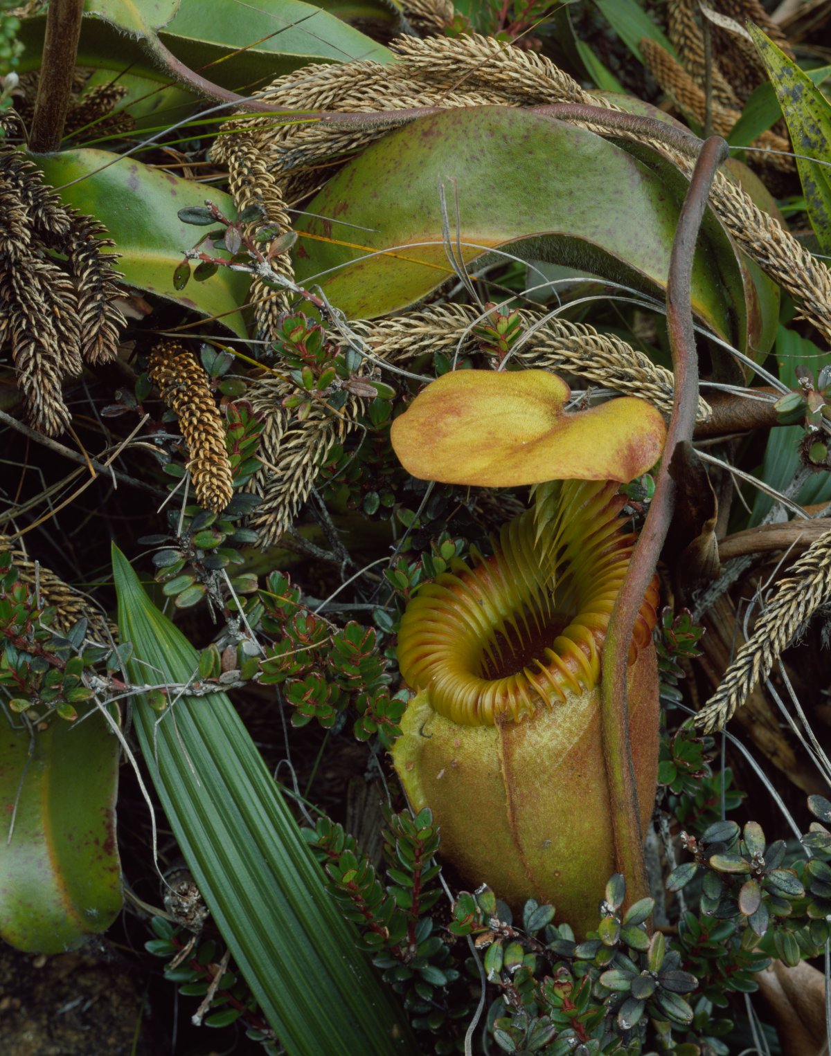 A yellow pitcher plant sits among a variety of green leaves. The plant is open.