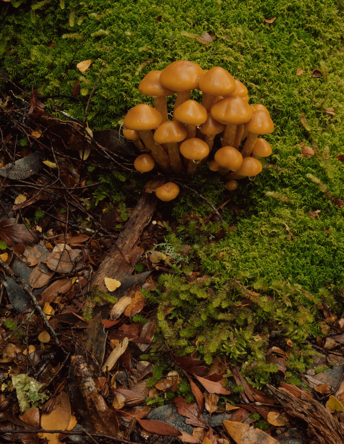 A small tuft of orange fungus grows out of leaf litter. The litter is covered in moss.