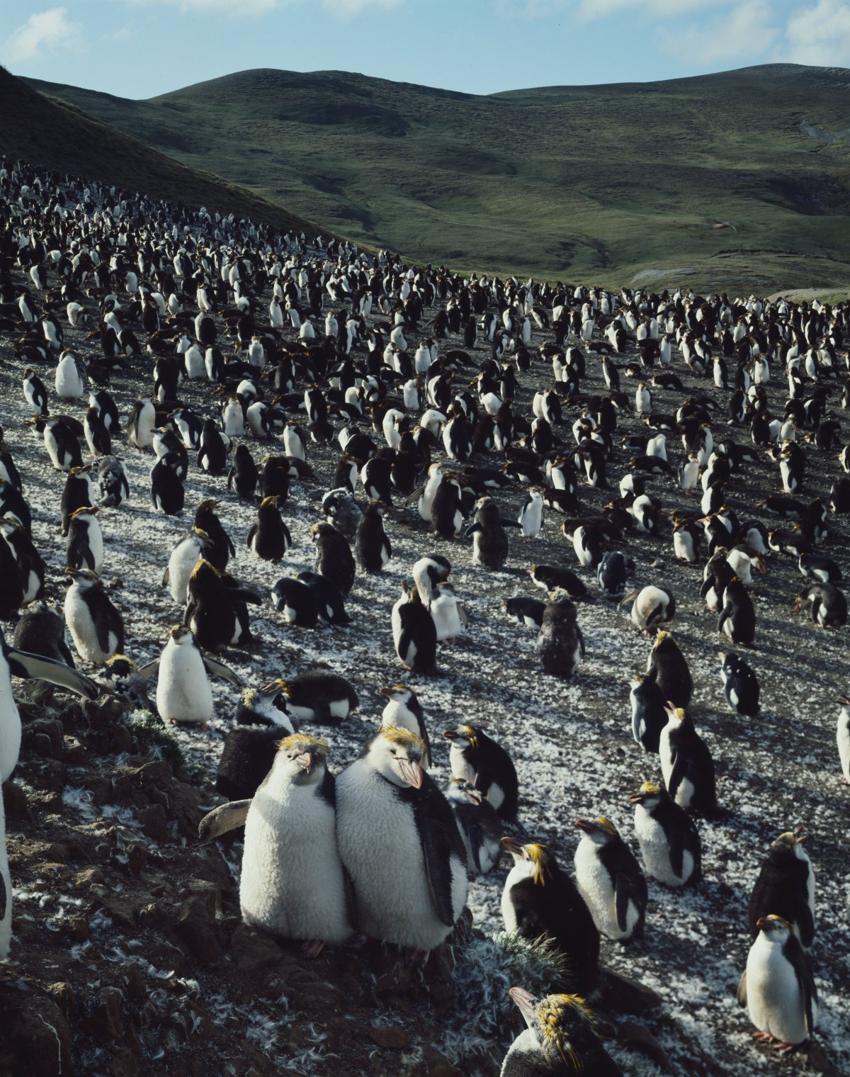 A mass of penguins scatter a pebbled cliff side. The penguins are small with yellow crests. Most are in pairs while some are single. In the background is a rolling green hillside and a blue sky.