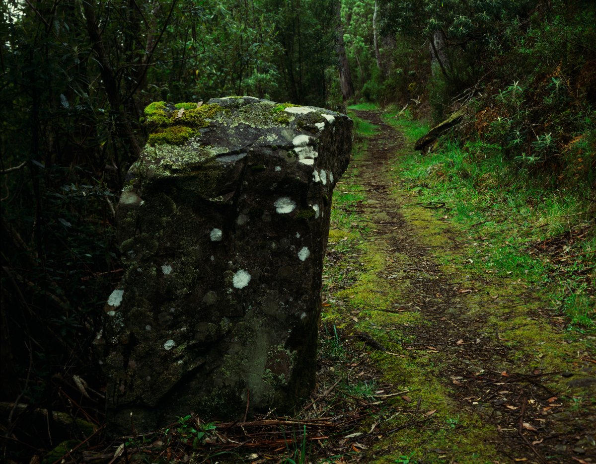 A muddy track leading through the forest. A large moss and lichen covered boulder sticks out into the track.