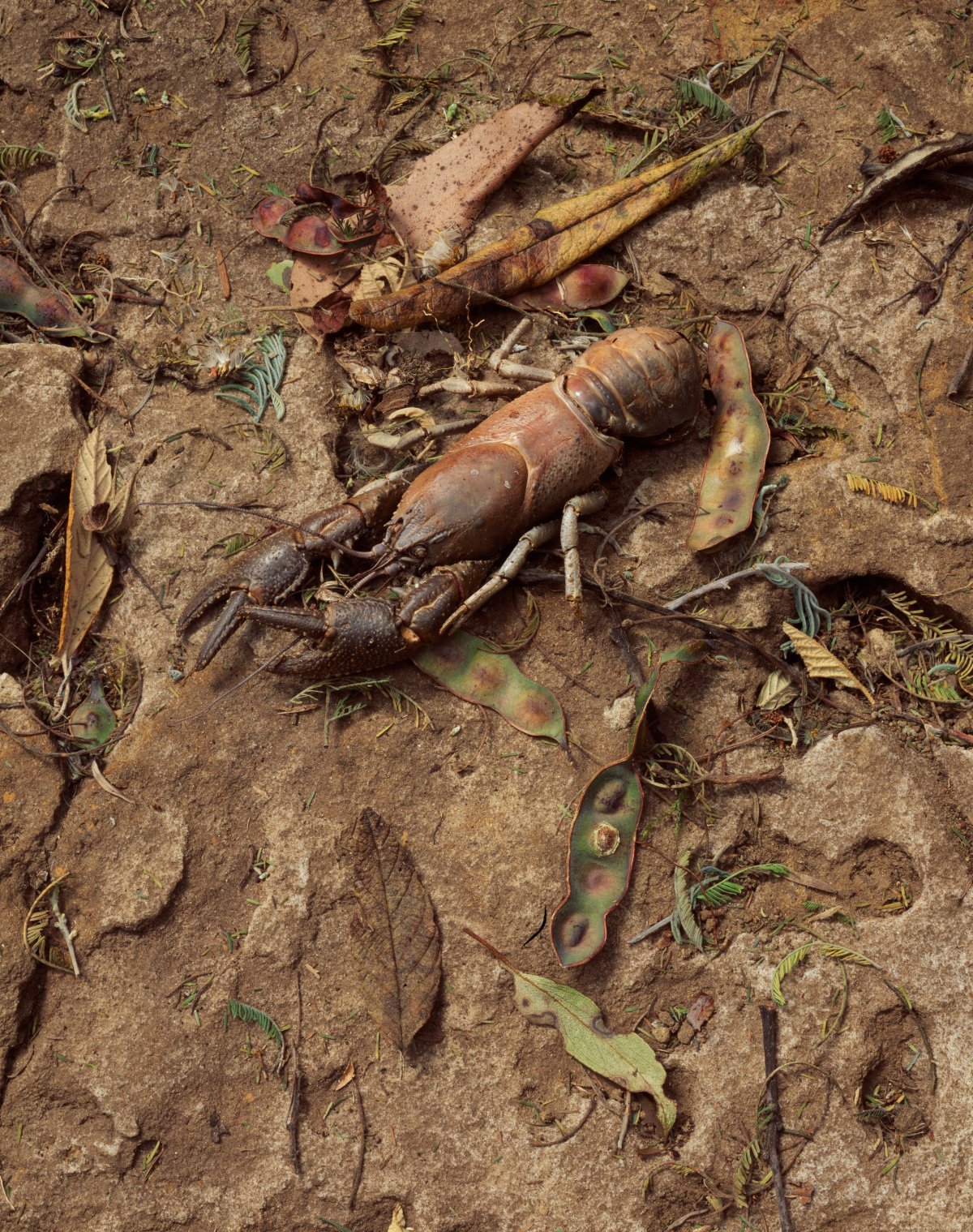 A brown yabbie sits among a pile of a dead leaves on a dirty muddy bank.