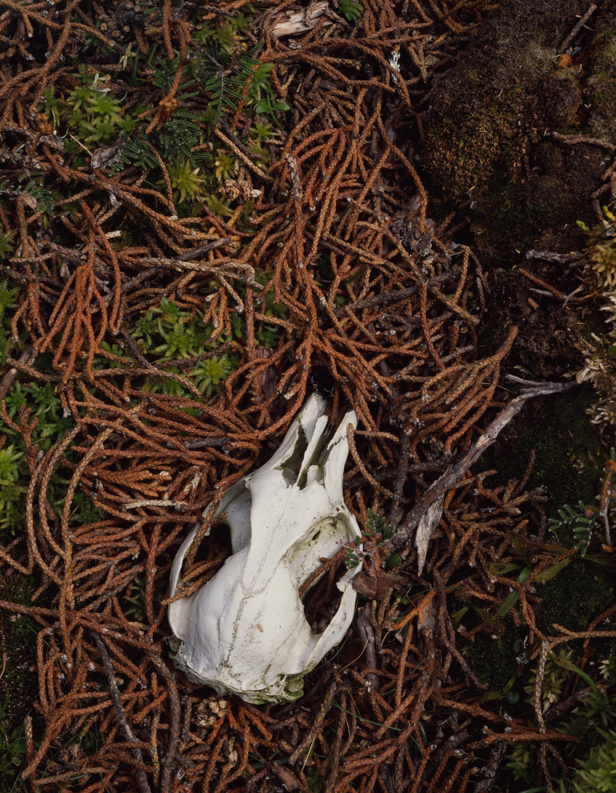 The skull of a small wallaby sits among brown dead pencil pine leaves