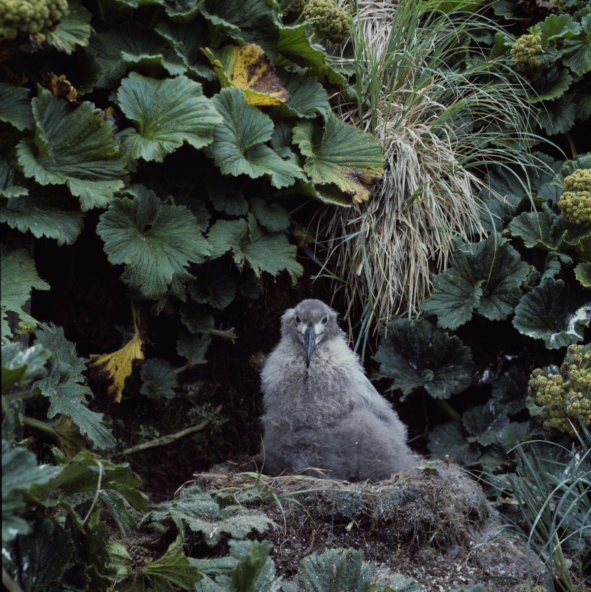 A fluffy grey chick sits on a nest among lush green leaves and grasses.