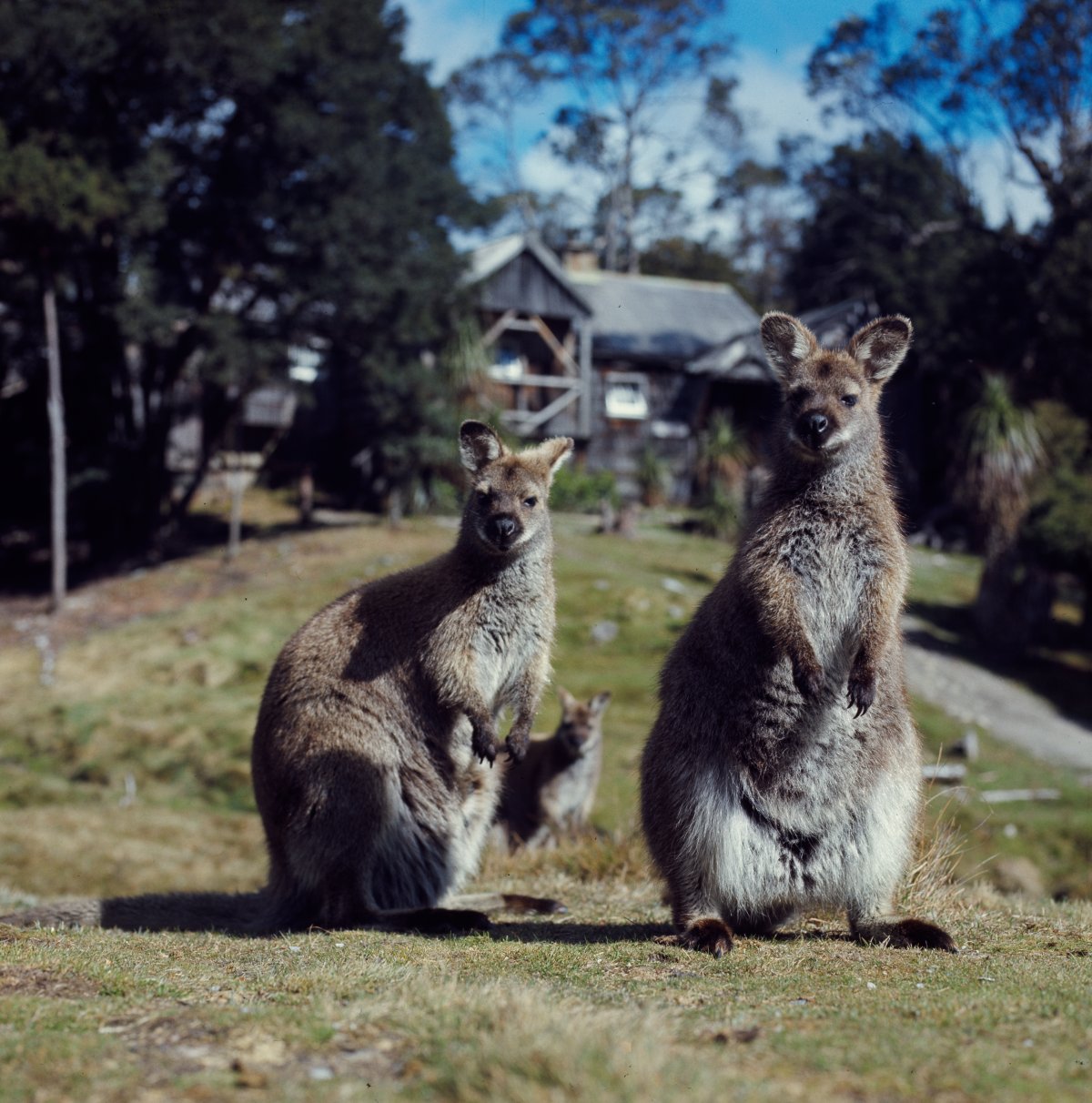 Two wallabies stand on a grassy hill. They are surrounded by bush and grassland. In the background a wooden cabin can be seen, along with other wallabies
