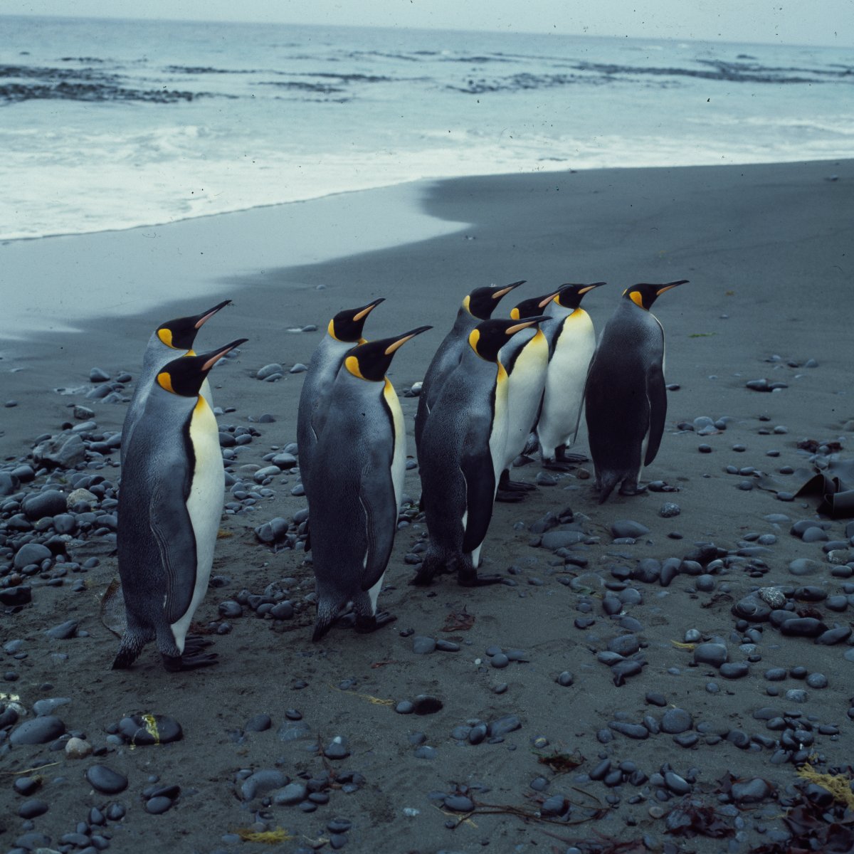 Nine King Penguins are standing on a grey bleak looking beach among sand and pebbles. The ocean is grey/white behind them.