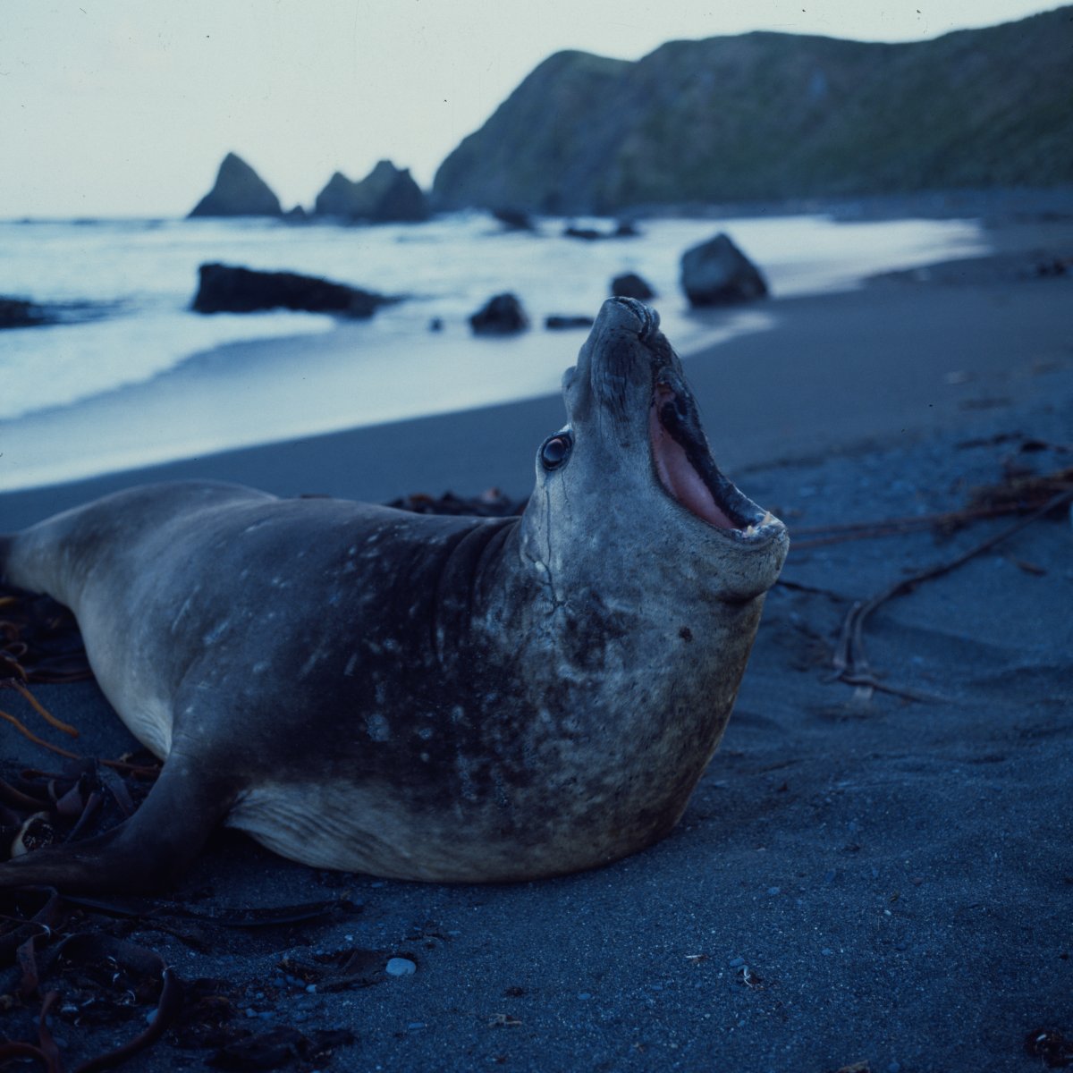 A large grey seal is laying on a dark grey beach. The seal is mid-bellow showing the inside of its mouth. In the background dark cliffs rise out of the water.