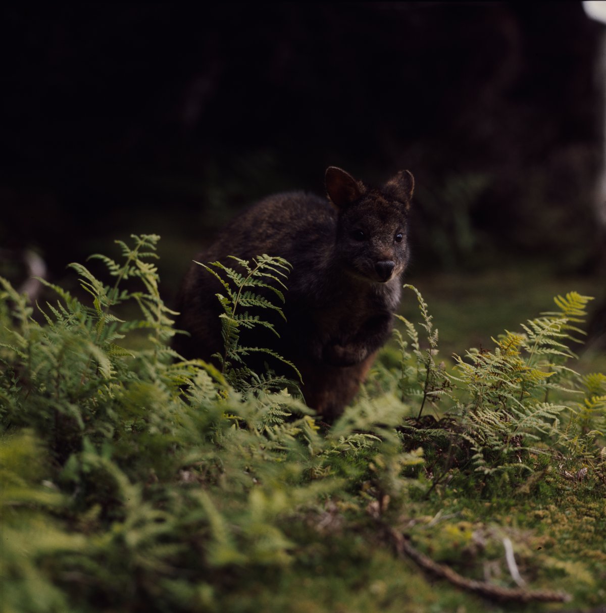 A small black/brown wallaby sits among ferns. The wallaby blends in with the dark background of the image.