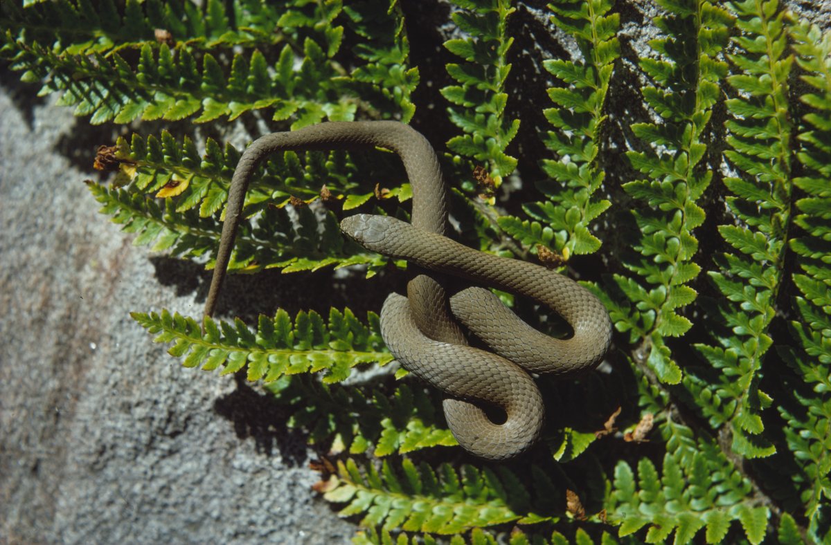 A small brown snake is coiled around itself. It is sitting on a fern leaf which is resting on a grey rock