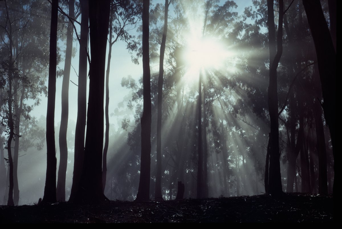 The sun filters through a tall forest. The trees are in silhouettes 