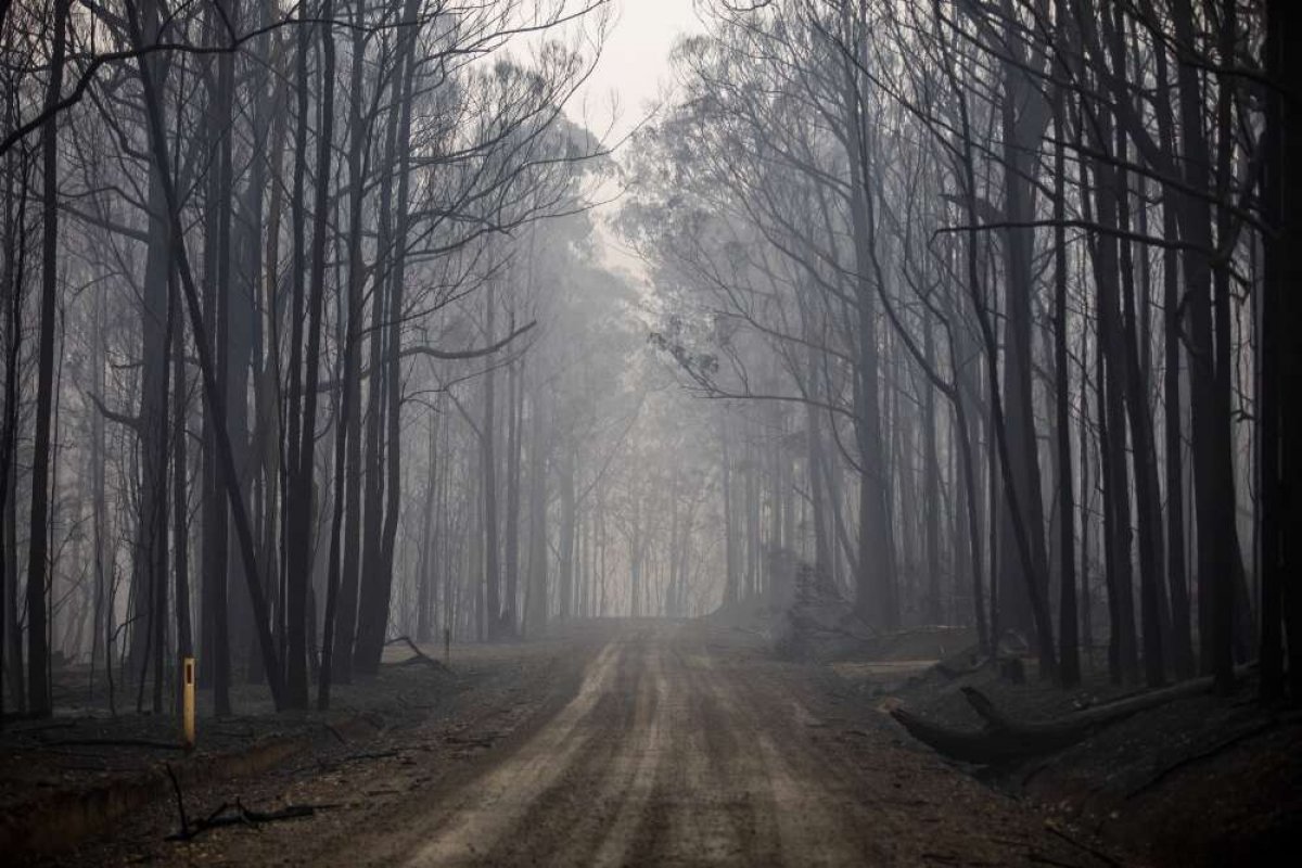 A forest after a fire. A dirt track runs through a grove of burnt trees