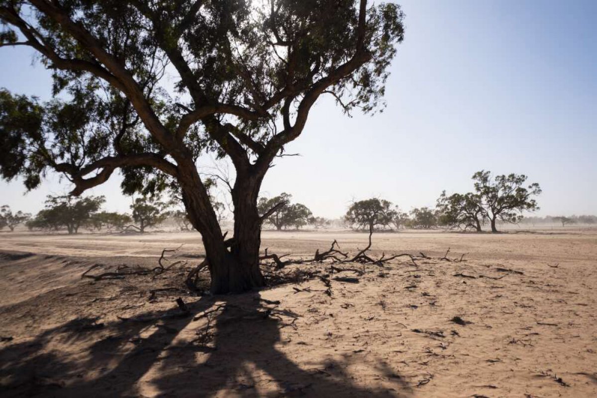 A dry dusty plain. The sun is beating down on the dusty soil. The landscape is dotted with trees