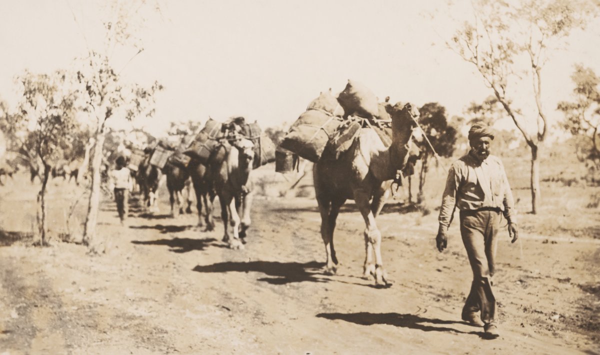 A sepia photograph showing a man leading a long train of camels through arid scrub land. Another figure can be seen in the background walking beside a camel. There are at least 6 camels in the train.