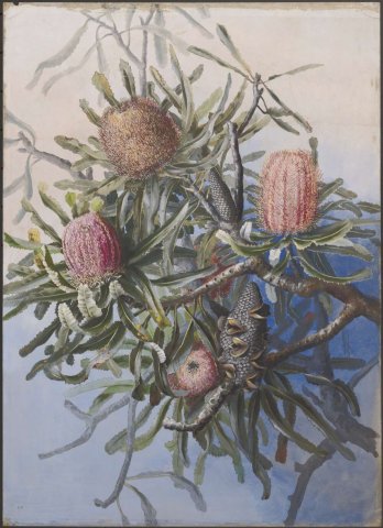Watercolour painting of banksia blooms and branches