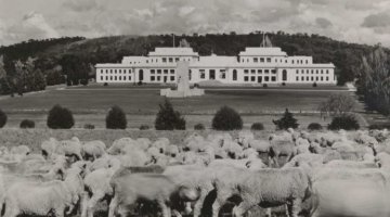 A white bulding in the background with a paddock with sheep in the foreground