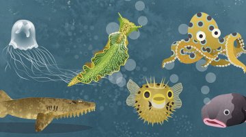 Sea creatures from Fauna: Australia's Most Curious Creatures by Tania McCartney
