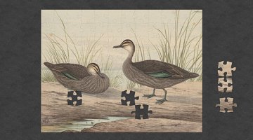An almost complete jigsaw puzzle featuring an image of ducks